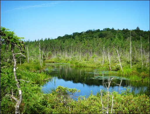 Adirondack Wetlands:  A muskrat was seen swimming here in Barnum Brook (21 July 2011